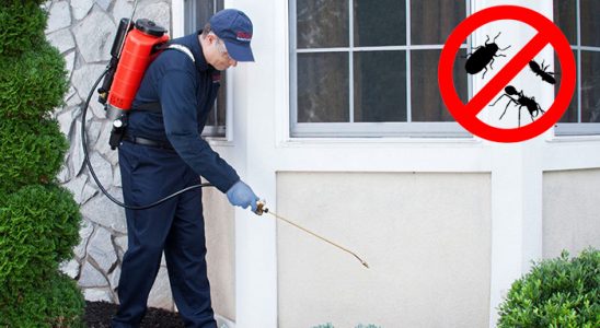 Samsun Kemirgen İlaçlama böcek ilaçlama ve haşere kontrolü — ilaclama-tr.com